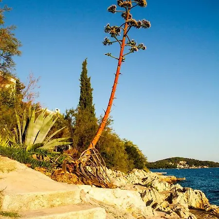 Punta Lejlighed